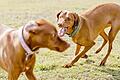 Konflikte zwischen zwei Vizslas sollten beide nicht unter sich regeln. Manchmal ist es besser, den Hund an der Leine zu lassen. Foto: Monique Wüstenhagen/dpa-tmn       -  Wenn sich Hunde in der Pubertät befinden, kann es zu Revierkämpfen kommen.