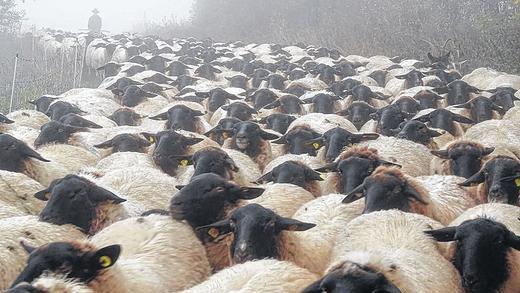 Schafe, so weit das Auge reicht: Beim Wettbewerb der Schäfer und ihrer Hütehunde war zu beweisen, dass 300 Rhönschafe immer gut in der Spur und auf dem Pfad bleiben.