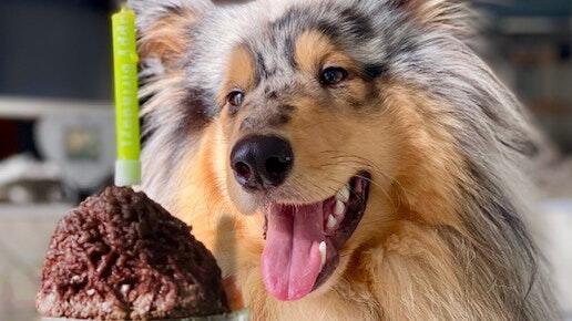 Laut der Marketing-Expertin kam die Marmelade bei allen getesteten Hunden gut an. Laut der Marketing-Expertin kam die Marmelade bei allen getesteten Hunden gut an.
