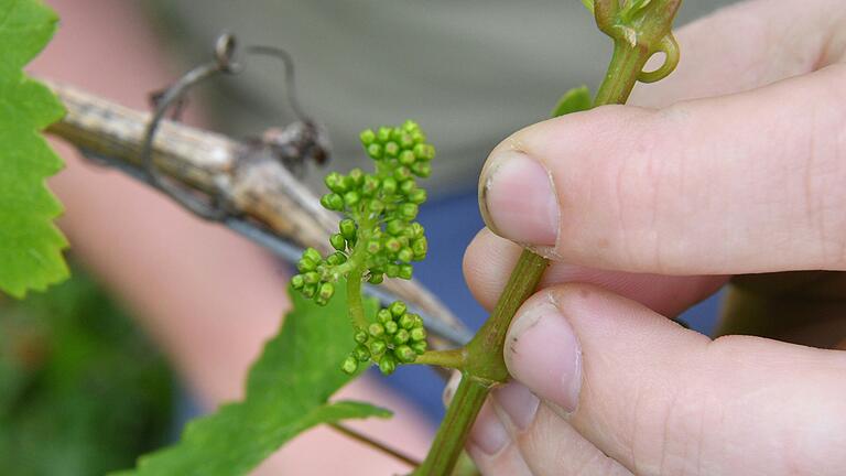 Ein Gescheine im Knopsenstadium hinkt der Hauptblüte rund 20 Tage hinterher. Ein Gescheine im Knopsenstadium hinkt der Hauptblüte rund 20 Tage hinterher.