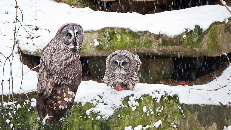 Die Bartkäuze Amanda und Amadeus sind eine Attraktion im Wildpark an den Eichen in Schweinfurt. Besonders auffällig an dieser Eulenart ist das große, runde Gesicht mit den kleinen, gelben Augen.