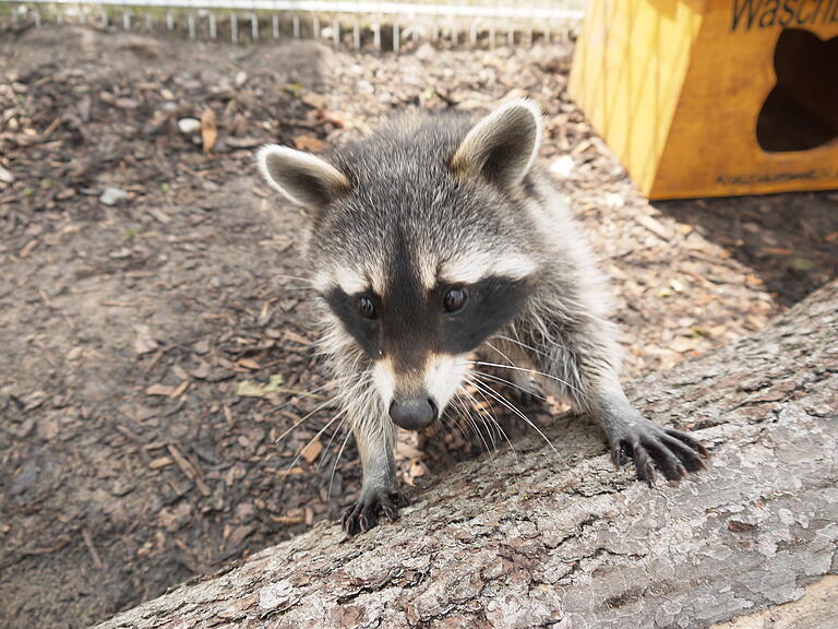 Ein Waschbär auf Erkundungstour im neuen Gehege auf dem Gelände des Tierheims Haßberge.