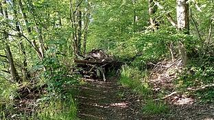 Der eigens angelegte Naturbeobachtungspfad an der Biotopbucht am Ellertshäuser See wird seit Monaten durch Holzbruch von Sturmschäden versperrt.