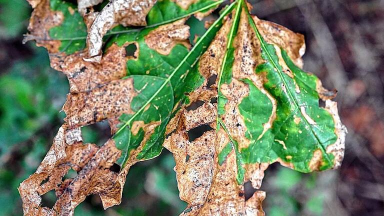 Verbrannt: Diese Blatt eines jungen Ahornbaums am Rand des Ochsenfurter Forsts zeigt die typischen Verbrennungsschäden und ist bereits braun, lange bevor die normale Herbstfärbung einsetzt. Verbrannt: Diese Blatt eines jungen Ahornbaums am Rand des Ochsenfurter Forsts zeigt die typischen Verbrennungsschäden und ist bereits braun, lange bevor die normale Herbstfärbung einsetzt.