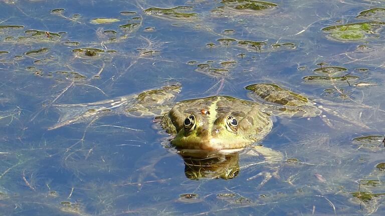 Spaziergänger können an manchen Tagen Froschkonzerte am Ellertshäuser See erleben.