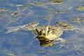 Spaziergänger können an manchen Tagen Froschkonzerte am Ellertshäuser See erleben.