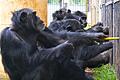 Schimpansen arbeiten lieber zusammen als miteinander zu konkurrieren. Foto: Frans de Waal/Yerkes National Primate Research Center/dpa       -  Schimpansen arbeiten lieber zusammen als miteinander zu konkurrieren.