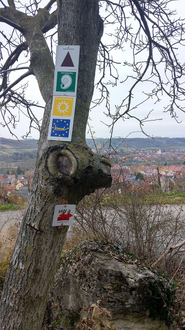 Sorge um den Sommerhäuser Wald und den Waldsaum hoch über Sommerhausen, der auch bei Tourismus und Naherholung eine wichtige Rolle spielt.