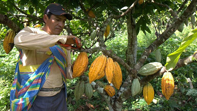 So sieht das aus, wenn die Kakao-Bauern in Peru die Früchte ernten.