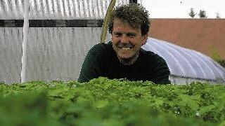 Wo Tomaten noch Tomaten sind: - Wo Tomaten noch Tomaten sind: Veit Plietz lässt in seinen Gewächshäusern 80 verschiedene Sorten heranwachsen. Wo Tomaten noch Tomaten sind: - Wo Tomaten noch Tomaten sind: Veit Plietz lässt in seinen Gewächshäusern 80 verschiedene Sorten heranwachsen.