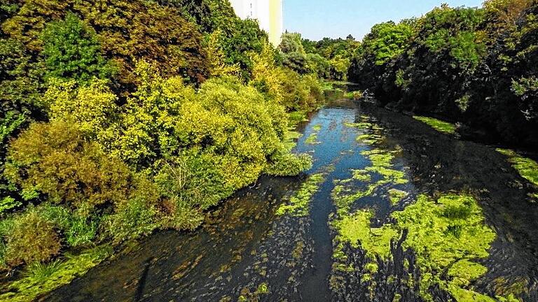 Natur pur am Saumain mitten in der Stadt. Beste Ausblicke bietet die Maxbrücke – nach Norden zur Carmer-Mühle (Bild), aber auch nach Süden in Richtung Schleuse. Natur pur am Saumain mitten in der Stadt. Beste Ausblicke bietet die Maxbrücke – nach Norden zur Carmer-Mühle (Bild), aber auch nach Süden in Richtung Schleuse.