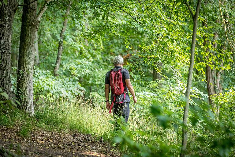 Unterwegs auf der 6,8-Kilometer langen Wander-Runde 'Verwunschen verwunschen' zwischen Schwebheim und Grafenrheinfeld. Die Tour verläuft größtenteil auf naturbelassenen Wegen. Unterwegs auf der 6,8-Kilometer langen Wander-Runde 'Verwunschen verwunschen' zwischen Schwebheim und Grafenrheinfeld. Die Tour verläuft größtenteil auf naturbelassenen Wegen.