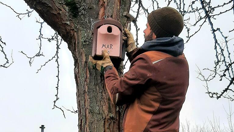 Sven Reinhart hängt einen Nistkasten auf. Manche Nistkästen müssen zweimal im Jahr kontrolliert und gereinigt werden. Nach der ersten Brut folgt bei manchen Vogelarten eine zweite Brut, dann stört das alte Nest.