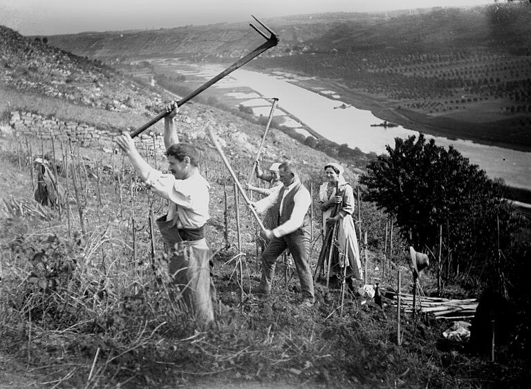 Häcker im Weinberg: Das Bild zeigt die körperlich harte Arbeit in den Steillagen - und ist eine tolle Aufnahme des natürlichen Mains, vor dem Bau der Staustufen.