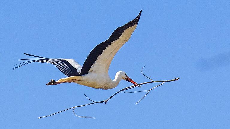 Ein Storch fliegt mit einem Zweig für den Nestbau.