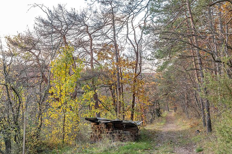 Unterwegs auf der 5,8 Kilometer langen Wandertour K2 in Karlstadt, die rund um die Ruine Karlsburg führt. Die Tour führt auf naturbelassenen Pfaden auch am Waldrand entlang. Unterwegs auf der 5,8 Kilometer langen Wandertour K2 in Karlstadt, die rund um die Ruine Karlsburg führt. Die Tour führt auf naturbelassenen Pfaden auch am Waldrand entlang.
