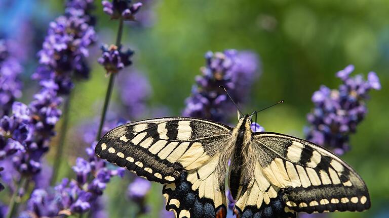 Schwalbenschwanz       -  Ein Schmetterling der Art Schwalbenschwanz sucht an einer Lavendelblüte in einem Gartennach Nektar.