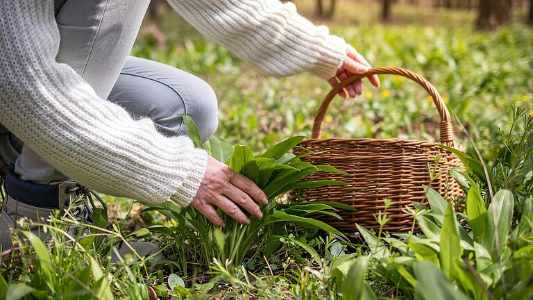 Waldschätze richtig nutzen: Was darf in Wald und Natur mit nach Hause genommen werden?