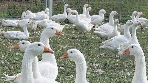 Trotz Kirchweih und Martin &ndash; Gänse zeigen sich unaufgeregt       -  Geflügelzucht Symbolbild