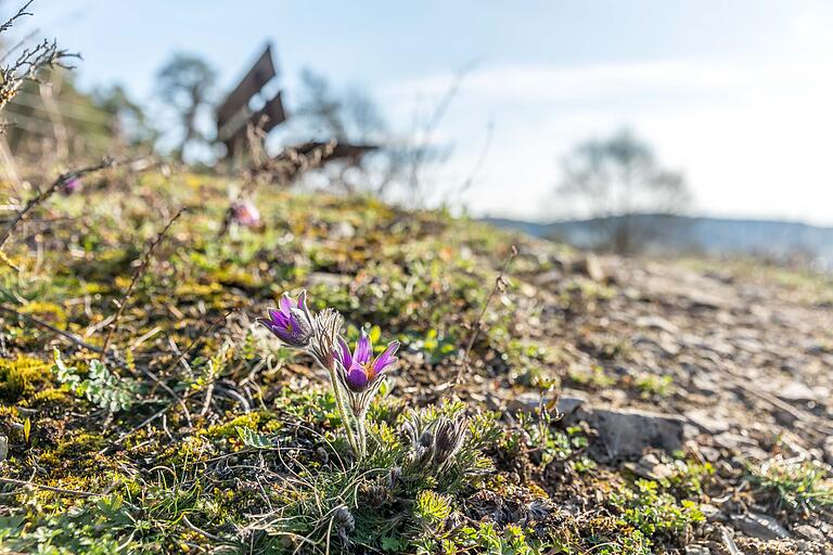 &nbsp;Die Kuhschelle wächst im Frühling gerne an hellen, trockenen, mageren und eher kalkigen Stellen. Hier unweit von einem geschützten Trockenbiotop.