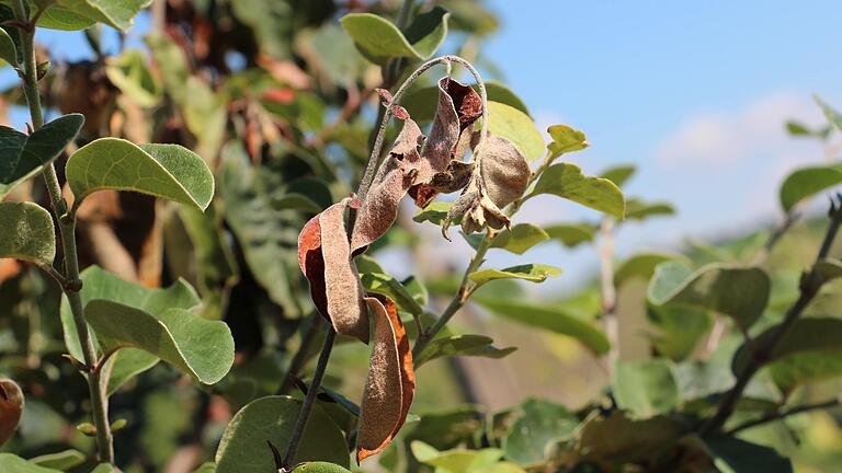 Feuerbrandbefall an einem Obstbaum: typisch sind die gekrümmten, welkenden Triebe.