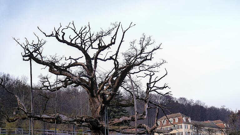 Die Ludwigseiche ist ein Wahrzeichen. Die Frage, ob sie für einen Anbau am Fürstenhof (im Hintergrund) weichen soll, beschäftigt die Bürger.       -  Die Ludwigseiche ist ein Wahrzeichen. Die Frage, ob sie für einen Anbau am Fürstenhof (im Hintergrund) weichen soll, beschäftigt die Bürger.