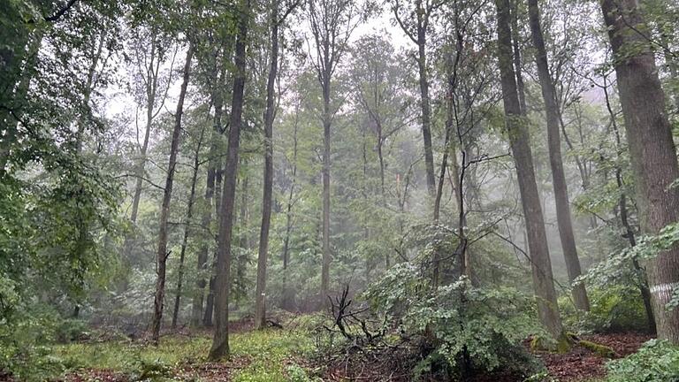 Für den Waldbau heißt es auch weiterhin, dass mit viel Unsicherheiten gearbeitet werden muss.