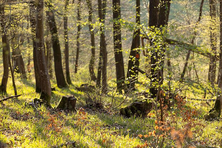 Wandern auf dem Gössemer Gedichtles Waach: Die Tour hält herrliche Natureindrücke bereit. Wandern auf dem Gössemer Gedichtles Waach: Die Tour hält herrliche Natureindrücke bereit.