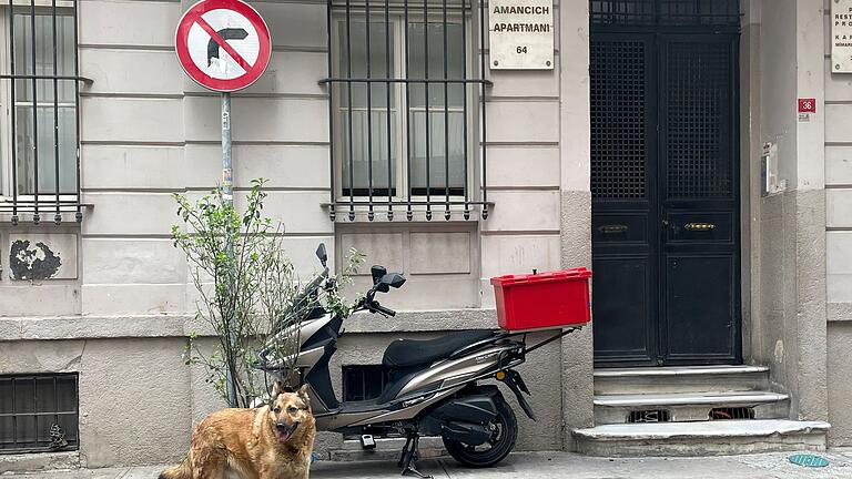 Straßenhund in der Türkei       -  Das türkische Parlament hat ein umstrittenes Gesetz zum Umgang mit Straßenhunden verabschiedet. (Foto Archiv)