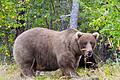 Fat Bear-Wahl       -  Über die Sommermonate konnte die Bärin Grazer viele Lachse fangen.