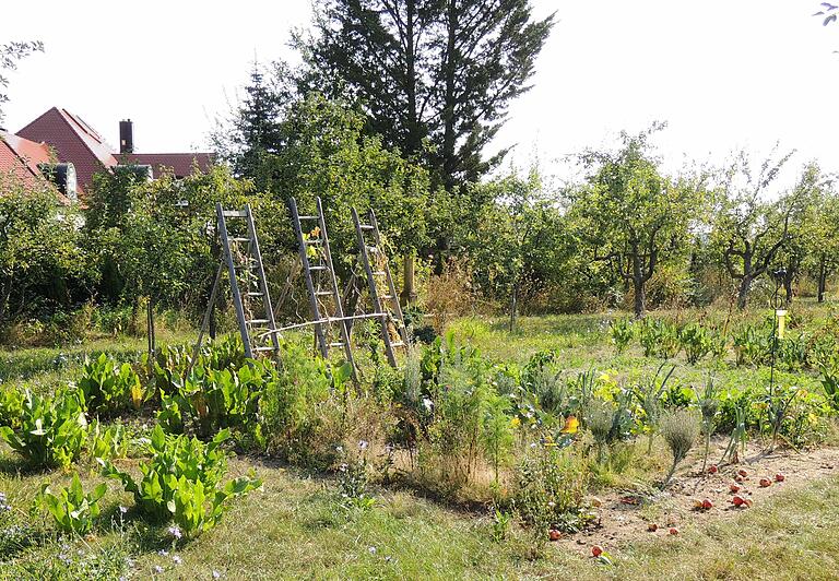 Im Gemüsegarten umschlingen die Gurkenranken Holzleitern. Im Gemüsegarten umschlingen die Gurkenranken Holzleitern.