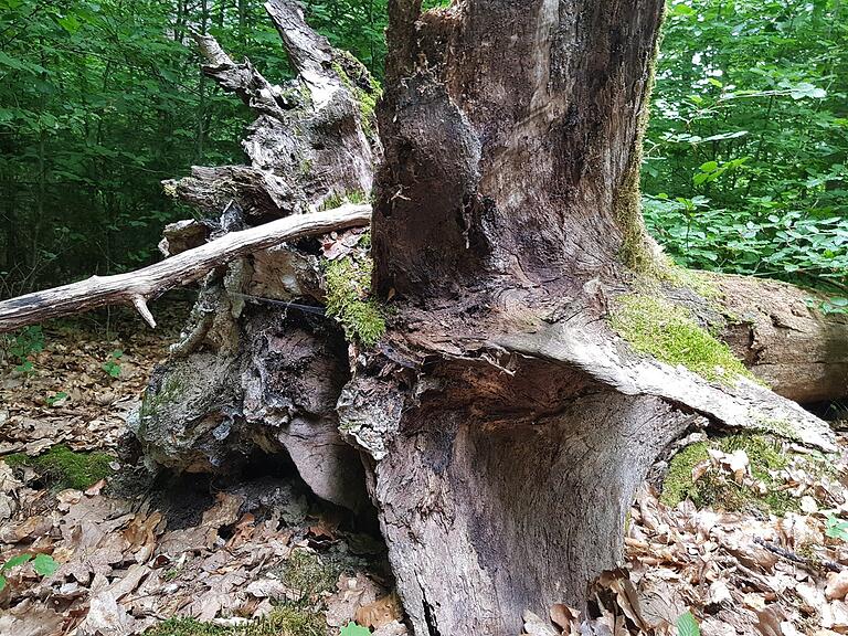 Liegendes Totholz ist im Rahmen des VNP-Wald-Förderprogrammes förderfähig. Es dient zahlreichen Tierarten als Lebens- und Rückzugsraum. Liegendes Totholz ist im Rahmen des VNP-Wald-Förderprogrammes förderfähig. Es dient zahlreichen Tierarten als Lebens- und Rückzugsraum.