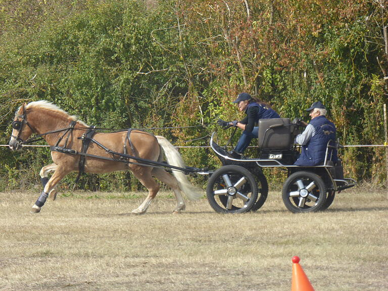 Die Lokalmatadoren Juliane und Walter Seibert hielten mit ihren Ponys Novis und Amelie sehr gut mit bei den Wettbewerben des Übungsfahrturniers. Juliane wurde Gesamtzweite bei den Einspännern.