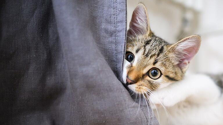 Eine junge Katze spielt in einer Wohnung       -  Stress bei Katzen abbauen: Gemeinsames Spielen stärkt die Bindung und reduziert Anspannung.