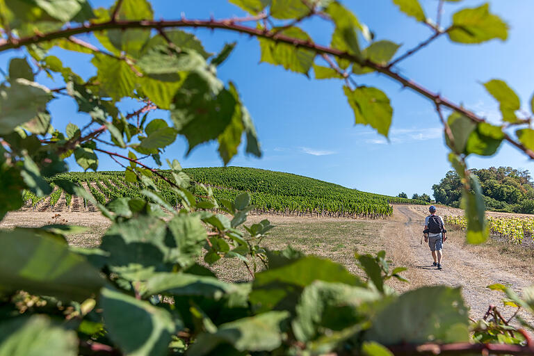 Unterwegs auf der rund zehn Kilometer langen TraumRunde Markt Einersheim im Kitzinger Land. Am Aschenberg geht's die Weinberge entlang. Unterwegs auf der rund zehn Kilometer langen TraumRunde Markt Einersheim im Kitzinger Land. Am Aschenberg geht's die Weinberge entlang.