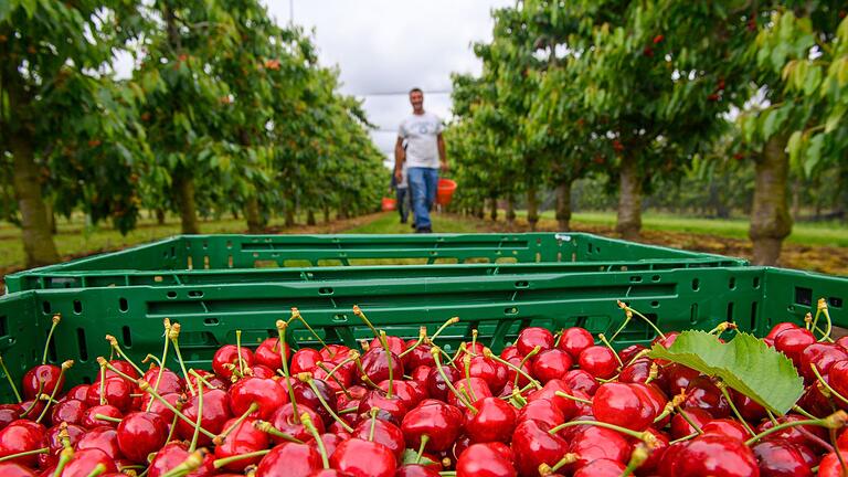 Mit Deutschland ist weniger gut Kirschen essen       -  Frisch gepflückte Kirschen liegen auf einer Plantage in einem Korb. (Archivfoto)