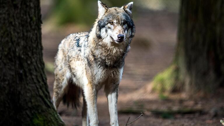 Ein Wölfin hat sich nun offensichtlich auch im Thüringischen Bereich des Biosphärenreservats Rhön niedergelassen. Das Symbolbild zeigt ein Tier in einem Wildgehege.&nbsp;