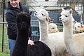 13 Tiere zählt die Herde der Mainfranken-Alpakas, die Jochen Fuchs in Euerbach züchtet. Gelegentlich muss er auch das Spucken eines Muttertieres in Kauf nehmen.