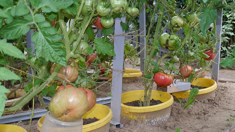 Beim Nachbarn des Vereinsvorsitzenden gedeihen die Tomaten prächtig.