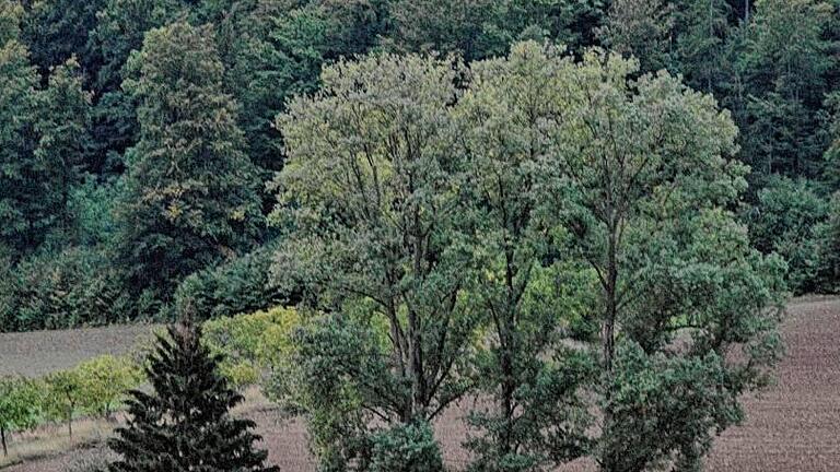 Kohlbergquelle in Völkershausen: Sämtliche Bäume müssen weg.