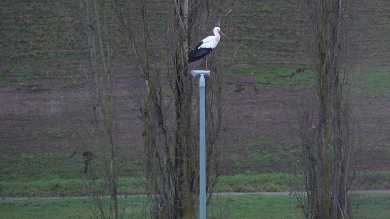 In Geiselwind ist der erste Storch aufgetaucht. Am 4. Januar wurde er gesichtet, tags darauf konnte ihn Bürgermeister Ernst Nickel auf einem Straßenlaternenmast in der Schutzwiesenstraße fotografieren. In Geiselwind ist der erste Storch aufgetaucht. Am 4. Januar wurde er gesichtet, tags darauf konnte ihn Bürgermeister Ernst Nickel auf einem Straßenlaternenmast in der Schutzwiesenstraße fotografieren.