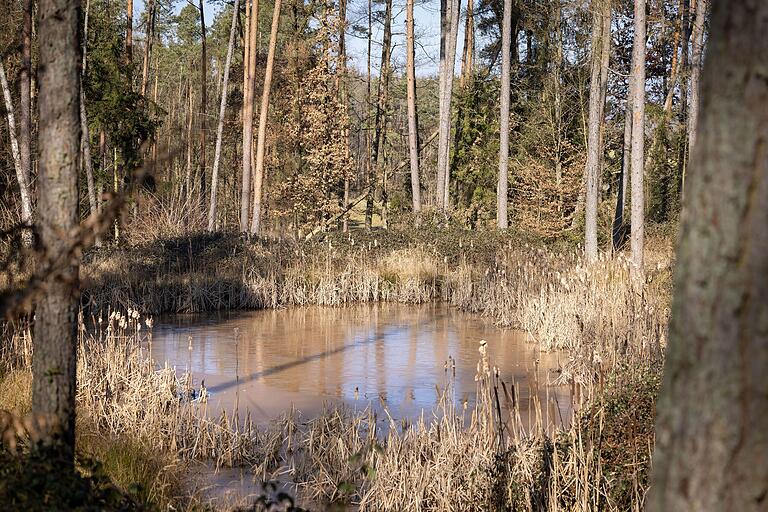 Viel Wasser, teils versteckt zwischen Bäumen. Viel Wasser, teils versteckt zwischen Bäumen. 