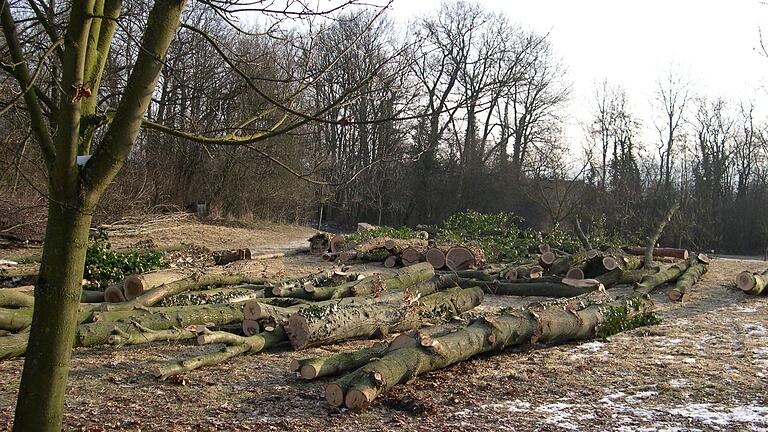 Die Oberen Anlagen in Kitzingen waren einmal ein gepflegter Park. Inzwischen müssen dort viele Bäume gefällt werden - sie drohen umzustürzen.