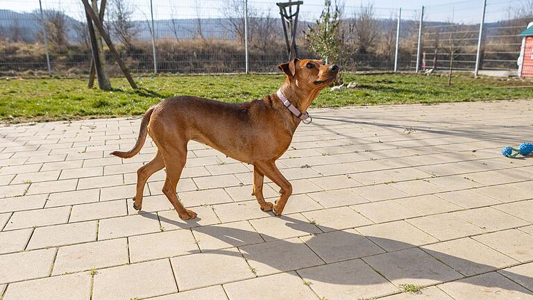 Pinscher-Ridgeback-Mix Motte wartet im Tierheim Haßberge auf eine Vermittlung.
