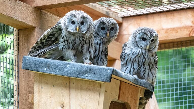 Habichtskäuze       -  In diesem Jahr sind 23 Habichtskäuze in der Oberpfalz ausgewildert worden, wie der Verein für Landschaftspflege und Artenschutz in Bayern mitteilt.