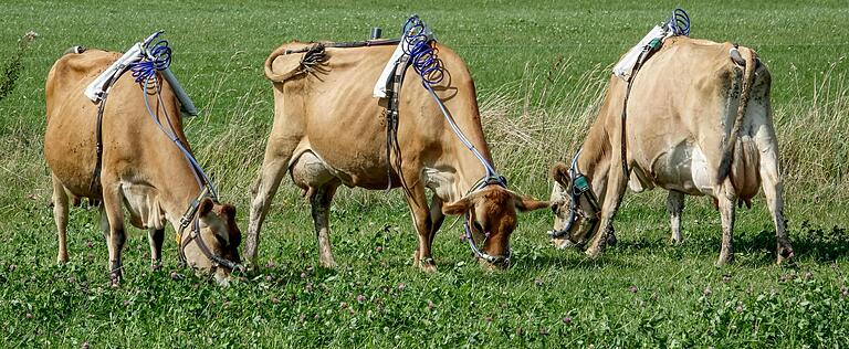Nicht nur Kohlendioxid, sondern auch das zum Beispiel von Kühen ausgeschiedene Gas Methan wird für den Klimawandel verantwortlich gemacht. Das Bild entstand 2019 in Schleswig-Holstein und zeigt Kühe mit Apparaten, die den Methan-Ausstoß&nbsp; messen.