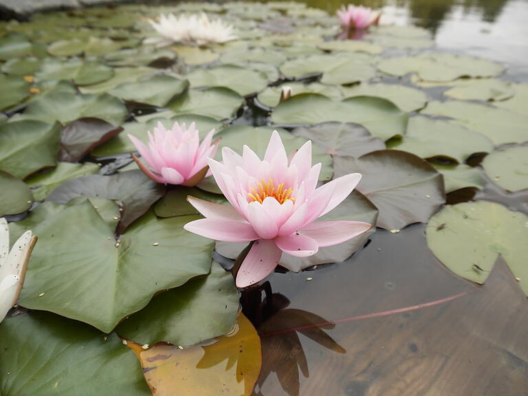 Seerosen zieren den Teich im Garten vor dem UFO47.