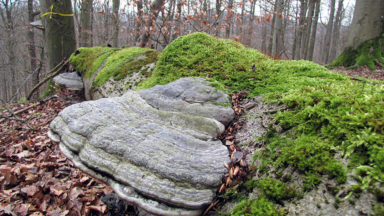 Sogenanntes liegengelassenes Totholz bietet im Wald zahlreichen Tier-, Moos oder Pilzarten, wie hier dem Zunderschwamm, den benötigten Lebensraum. Es ist eine von vier Komponenten, auf denen das 'Trittsteinkonzept' des Ebracher Staatsforstbetriebs beruht.