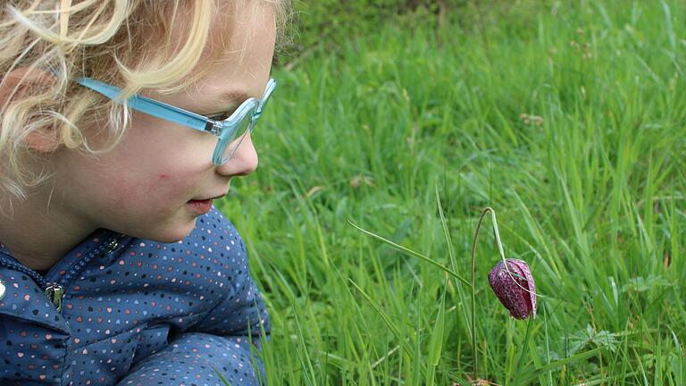 Die Schachblume in Obersinn wurde von vielen kleinen Besuchern bestaunt.