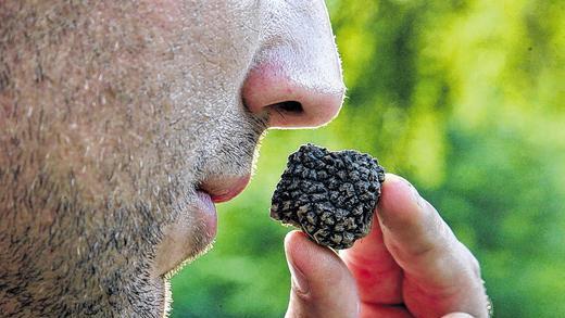 Frischer fränkischer Trüffel: Eine feine Nase und einen sensiblen Gaumen braucht man, um den wertvollen Pilz zu schätzen.